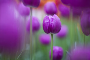 Purple Tulips110923873